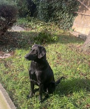 FEROX, Hund, Labrador Retriever in Ahlen - Bild 2