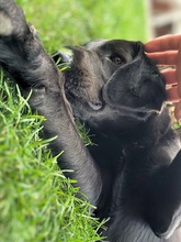 FEROX, Hund, Labrador Retriever in Ahlen - Bild 3