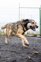 MIA, Hund, Mischlingshund in Rumänien - Bild 5