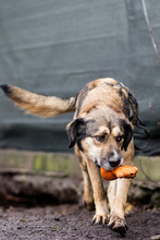 MIA, Hund, Mischlingshund in Rumänien - Bild 6