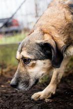 MIA, Hund, Mischlingshund in Rumänien - Bild 7