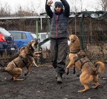 MIA, Hund, Mischlingshund in Rumänien - Bild 8