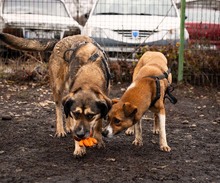 MIA, Hund, Mischlingshund in Rumänien - Bild 9