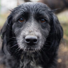 MERLE, Hund, Mischlingshund in Markdorf - Bild 1