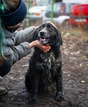 MERLE, Hund, Mischlingshund in Markdorf - Bild 2