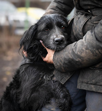 MERLE, Hund, Mischlingshund in Markdorf - Bild 3