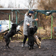 MERLE, Hund, Mischlingshund in Markdorf - Bild 4