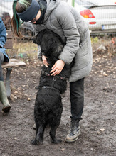 MERLE, Hund, Mischlingshund in Markdorf - Bild 5