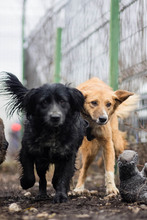 MERLE, Hund, Mischlingshund in Markdorf - Bild 6