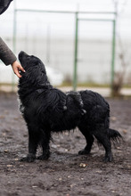 MERLE, Hund, Mischlingshund in Markdorf - Bild 7