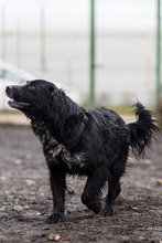 MERLE, Hund, Mischlingshund in Markdorf - Bild 8