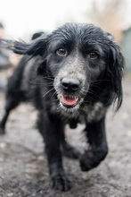 MERLE, Hund, Mischlingshund in Markdorf - Bild 9