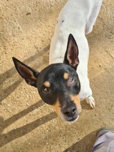 ENRICO, Hund, Bodeguero Andaluz in Spanien - Bild 6