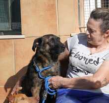 JADOO, Hund, Mischlingshund in Spanien - Bild 10