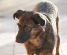 JADOO, Hund, Mischlingshund in Spanien - Bild 11