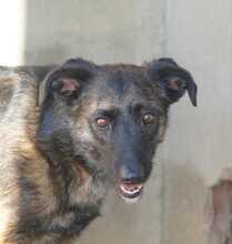 JADOO, Hund, Mischlingshund in Spanien - Bild 12