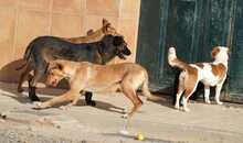 JADOO, Hund, Mischlingshund in Spanien - Bild 13