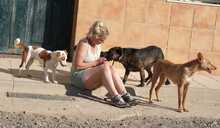 JADOO, Hund, Mischlingshund in Spanien - Bild 14