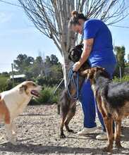 JADOO, Hund, Mischlingshund in Spanien - Bild 15
