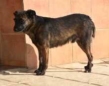 JADOO, Hund, Mischlingshund in Spanien - Bild 16