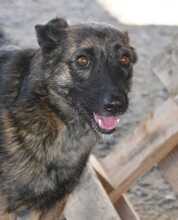 JADOO, Hund, Mischlingshund in Spanien - Bild 17