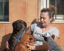 JADOO, Hund, Mischlingshund in Spanien - Bild 5