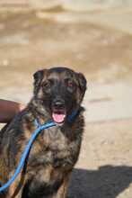 JADOO, Hund, Mischlingshund in Spanien - Bild 6
