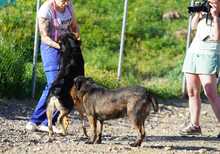 JADOO, Hund, Mischlingshund in Spanien - Bild 7