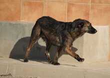 JADOO, Hund, Mischlingshund in Spanien - Bild 8