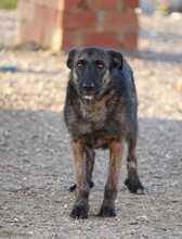JADOO, Hund, Mischlingshund in Spanien - Bild 9