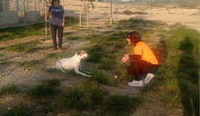 CHARDO, Hund, Mischlingshund in Spanien - Bild 5