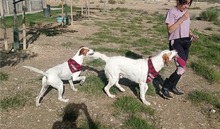 CHARDO, Hund, Mischlingshund in Spanien - Bild 6