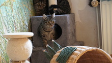 TIGGER, Katze, Europäisch Kurzhaar in Lampertheim - Bild 5