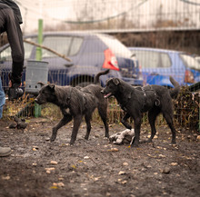 AISHA, Hund, Mischlingshund in Rumänien - Bild 11