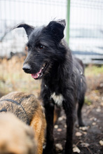 AISHA, Hund, Mischlingshund in Rumänien - Bild 13