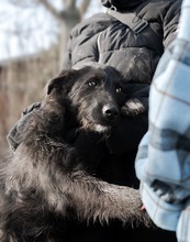 AISHA, Hund, Mischlingshund in Rumänien - Bild 2