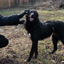 AISHA, Hund, Mischlingshund in Rumänien - Bild 3