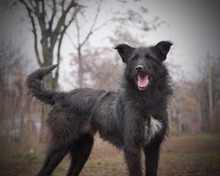 AISHA, Hund, Mischlingshund in Rumänien - Bild 4