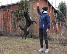 AISHA, Hund, Mischlingshund in Rumänien - Bild 6