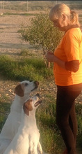 DRES, Hund, Mischlingshund in Spanien - Bild 4