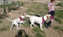 DRES, Hund, Mischlingshund in Spanien - Bild 6