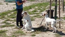 DRES, Hund, Mischlingshund in Spanien - Bild 8