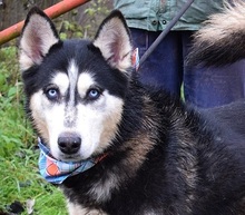 ARNOLD, Hund, Siberian Husky-Mix in Slowakische Republik - Bild 1