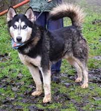 ARNOLD, Hund, Siberian Husky-Mix in Slowakische Republik - Bild 2