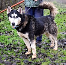 ARNOLD, Hund, Siberian Husky-Mix in Slowakische Republik - Bild 3