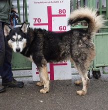 ARNOLD, Hund, Siberian Husky-Mix in Slowakische Republik - Bild 4