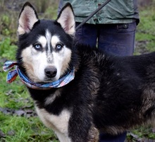 ARNOLD, Hund, Siberian Husky-Mix in Slowakische Republik - Bild 5