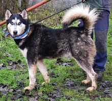 ARNOLD, Hund, Siberian Husky-Mix in Slowakische Republik - Bild 6