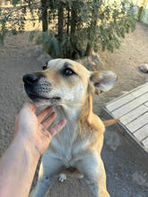 MAX, Hund, Mischlingshund in Portugal - Bild 4