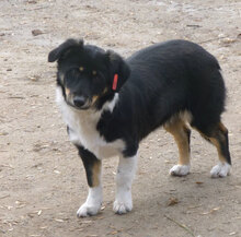 PAULI, Hund, Mischlingshund in Bulgarien - Bild 1